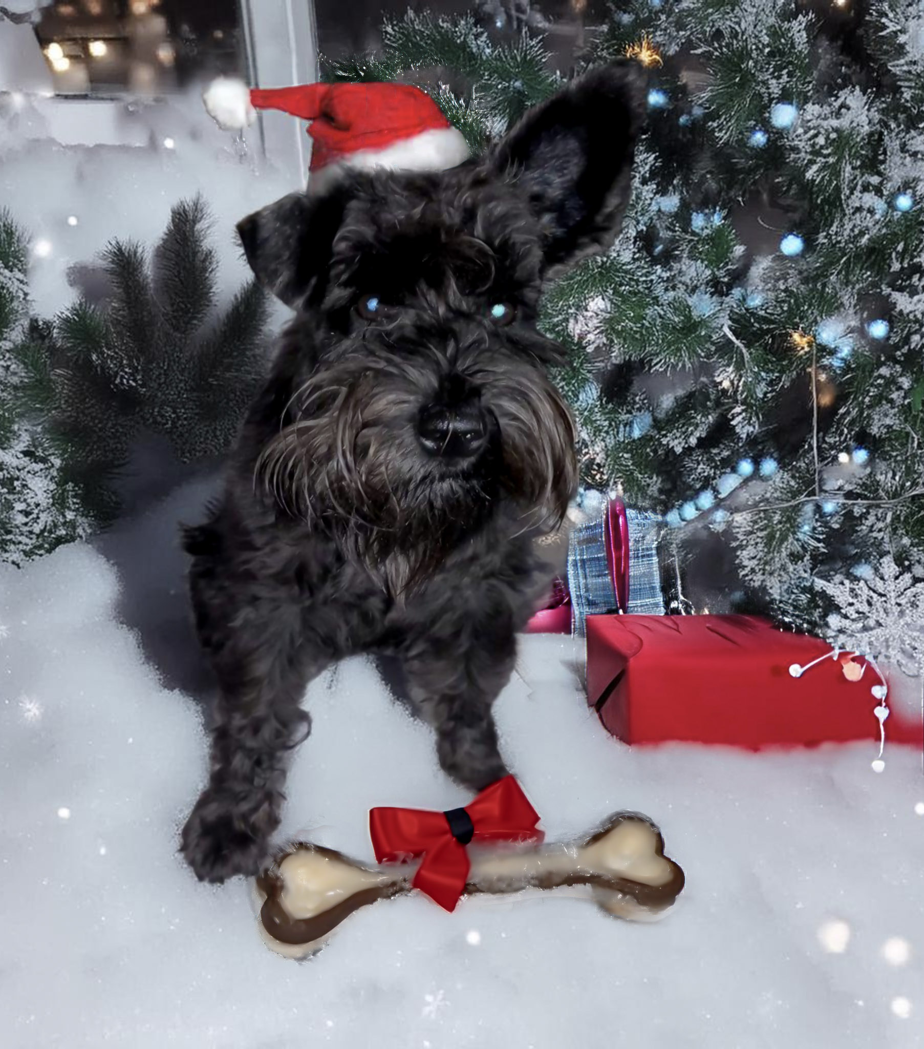 Illustrated placeholder portrait for the first Miniature Schnauzer